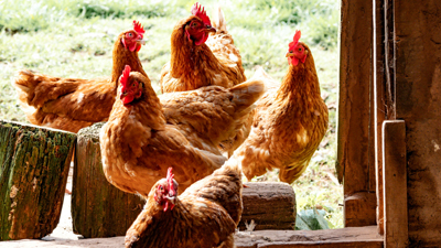 zinc oxide animal nutrition