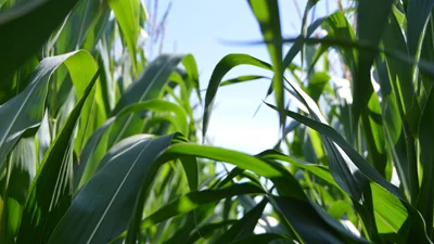 benefits of zinc oxide fertilizer